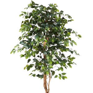 artificial ficus tree